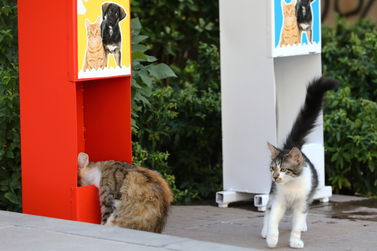 Keçiören’de kedi ve köpekler için mama istasyonları kuruldu Keçiören