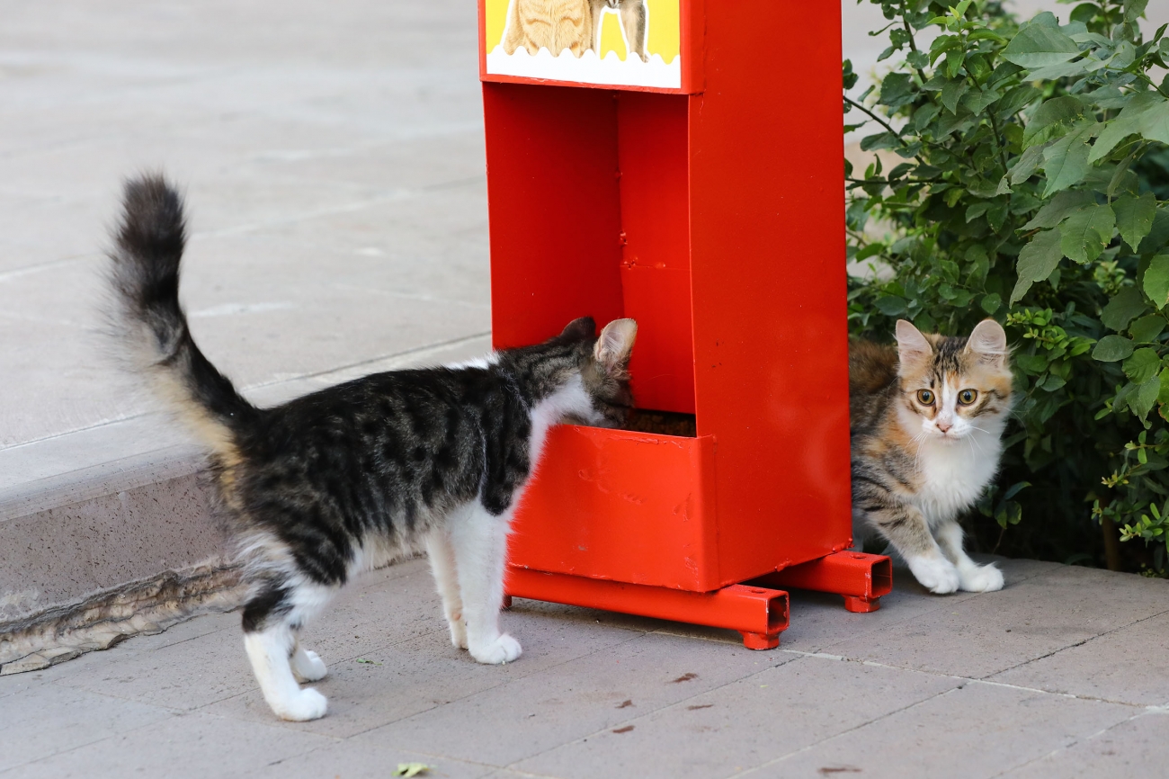 kecioren de kedi ve kopekler icin mama istasyonlari kuruldu kecioren belediyesi