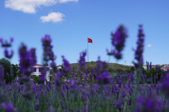 Aromatik Bitkiler Bahçesi’nde lavantalar çiçek açtı