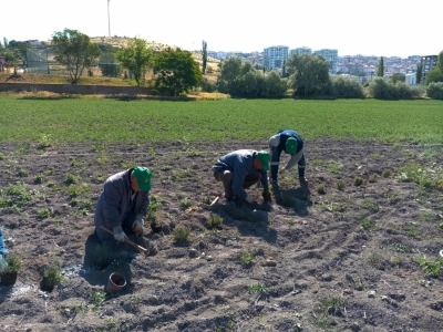 Doğal yağ üretimi için gül ve kekik dikimi yapıldı