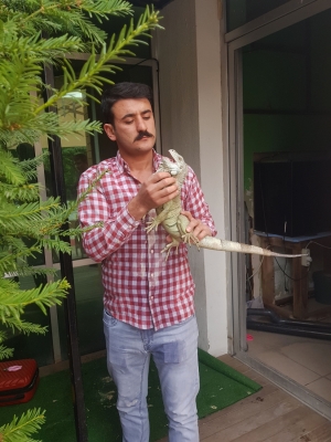 İguananın sindirim problemi “sevgiyle” tedavi edildi