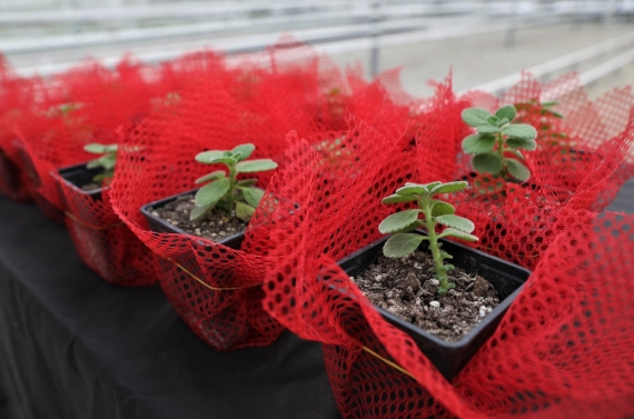 Keçiören’de bilinçli tarımsal üretim için eğitim verildi