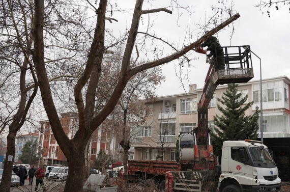 Keçiören’de budama çalışmasıyla yeşil örtü korunuyor