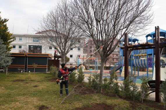 Keçiören’de budama çalışmasıyla yeşil örtü korunuyor