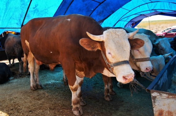 Keçiören’de kurban satış alanı başvuruları başlıyor
