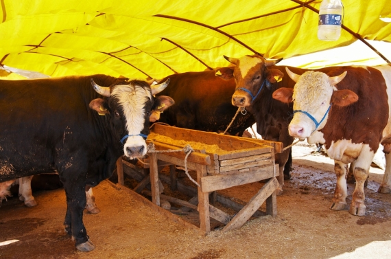 Keçiören’de kurban satış alanı başvuruları başlıyor