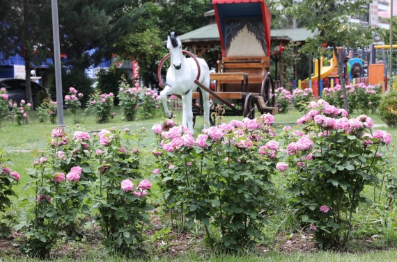 Keçiören’de modern serada üretilen çiçekler ilçeyi süslüyor