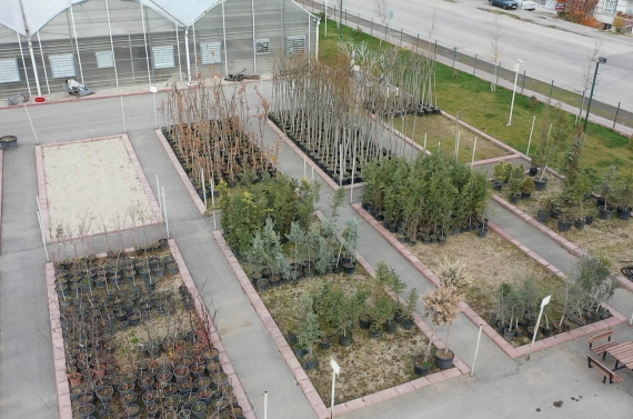 Keçiören’de modern serada üretilen çiçekler ilçeyi süslüyor