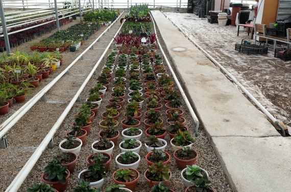 Keçiören’de modern serada üretilen çiçekler ilçeyi süslüyor