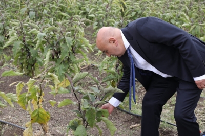STK üyeleri doğal bostanı gezdi, mahsül topladı