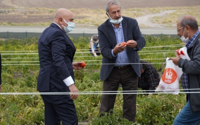 STK üyeleri doğal bostanı gezdi, mahsül topladı