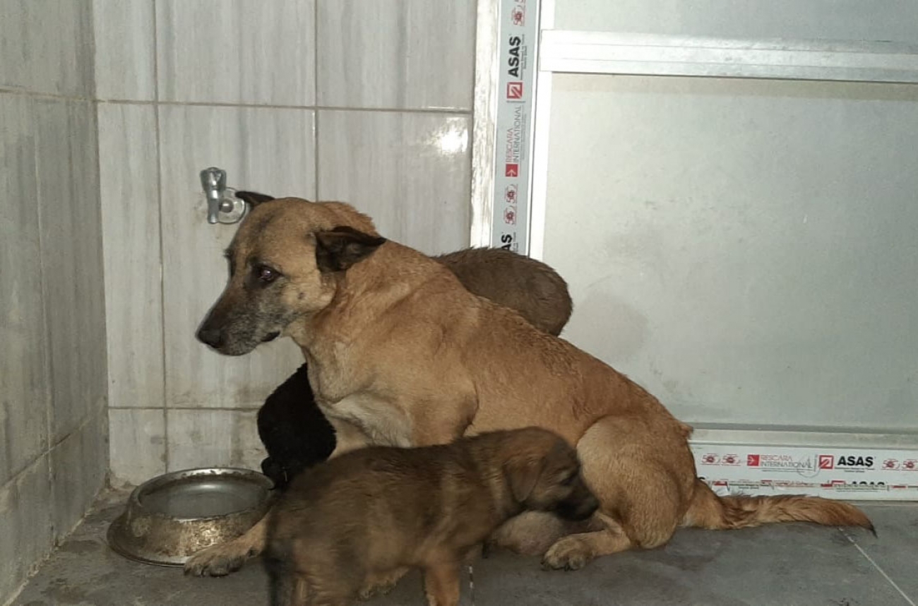 yavru kopekler baskan altinok un talimatiyla koruma altina alindi kecioren belediyesi