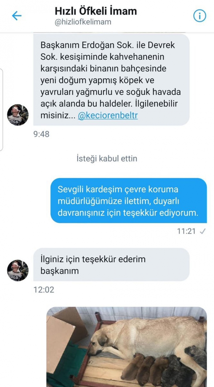 Yeni Dogum Yapmis Sokak Kopegi Ve Yavrulari Koruma Altinda Kecioren Belediyesi