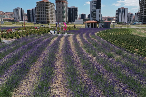 Aromatik Bitkiler Bahçesi’nde lavantalar çiçek açtı