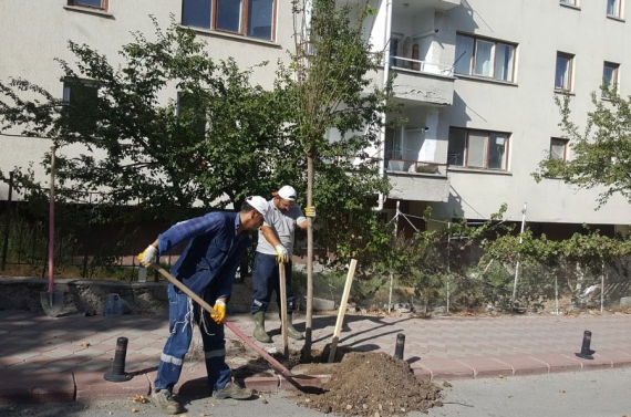 Başkan Altınok: Herkesin bir dikili ağacı olacak