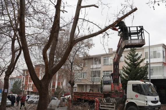 Keçiören’de budama çalışmasıyla yeşil örtü korunuyor