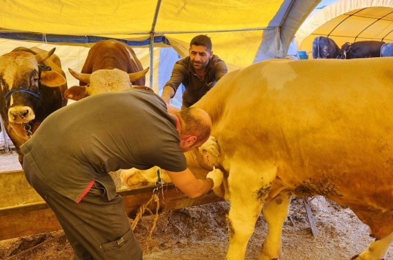 Keçiören’deki kurbanlıklar veteriner denetiminden geçti