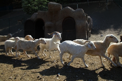 DOĞAL YAŞAM PARKI